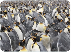 Social reels thumbnail of penguins